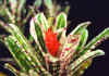 Aechmea.orlandiana.variegata.Ensign.jpg (43346 bytes)