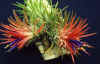 Tillandsia.ionantha.jpg (25283 bytes)